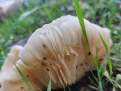 Clitocybe brunneocephala