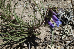 Penstemon penlandii