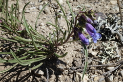 Penstemon penlandii