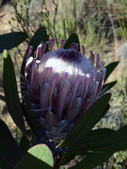 Protea lorifolia