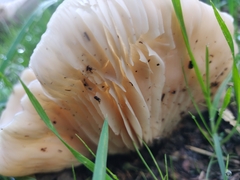Clitocybe brunneocephala
