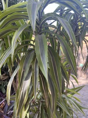 Dracaena fragrans