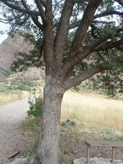 Juniperus deppeana deppeana