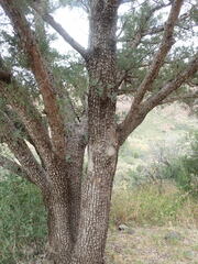 Juniperus deppeana deppeana