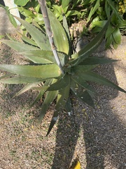 Aloe
