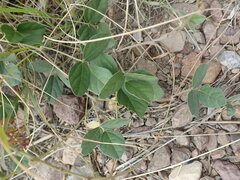 Macroptilium gibbosifolium