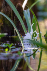 Hymenocallis liriosme