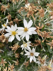 Chiliotrichum diffusum