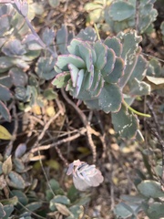 Kalanchoe fedtschenkoi