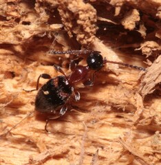 Anthelephila pedestris