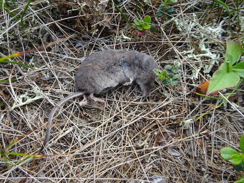 Taiga Shrew