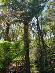 Cyathea australis