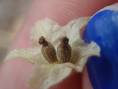 Mirabilis linearis linearis