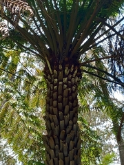 Cyathea australis