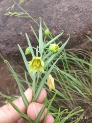 Gloriosa rigidifolia
