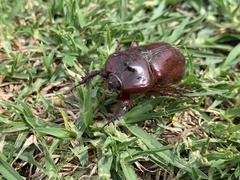 Heterogomphus bourcieri