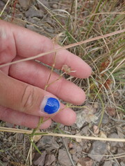 Mirabilis linearis linearis