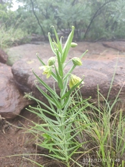 Gloriosa rigidifolia
