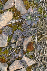 Arabidopsis thaliana