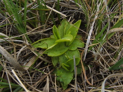 Pinguicula alpina