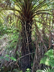 Cyathea australis