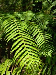 Cyathea australis