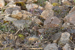 Arabidopsis thaliana