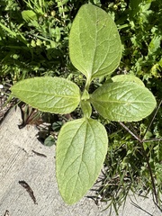 Helianthus annuus