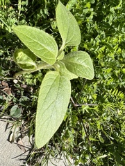 Helianthus annuus