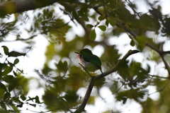 Todus multicolor