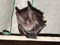 Chrotopterus auritus