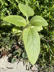Helianthus annuus
