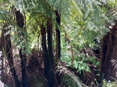 Cyathea australis