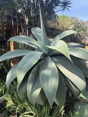Agave atrovirens