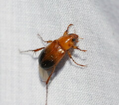 Phyllotocus macleayi