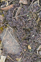 Arabidopsis thaliana