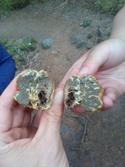 Truncocolumella citrina