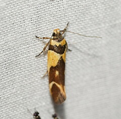 Macrobathra chrysotoxa