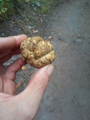 Truncocolumella citrina