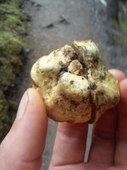 Truncocolumella citrina