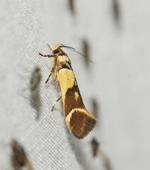 Macrobathra chrysotoxa