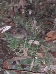 Muroidea