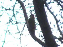 Picus viridis