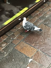 Columba livia domestica
