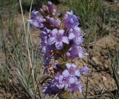 Penstemon cyathophorus