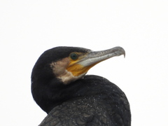 Phalacrocorax carbo sinensis