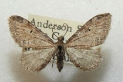 Eupithecia sierrae