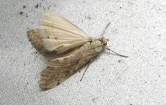 Cornifrons ulceratalis