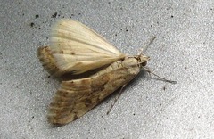 Cornifrons ulceratalis