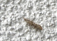 Cornifrons ulceratalis